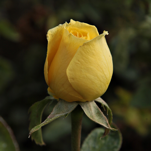 Pоза Цсодáлатос Мандарин - жълт - Чайно хибридни рози 